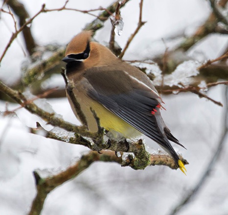 Cedar Waxwing Cedar Waxwing